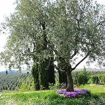 Country house Torre Di Ponzano Guest House Barberino Val d'Elsa